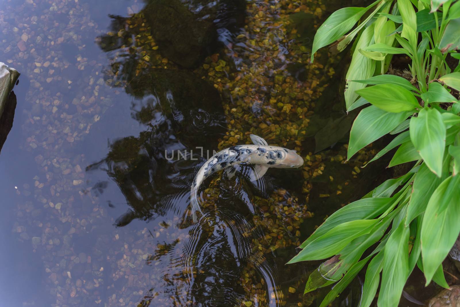 One koi fish swimming in landscaping pond or water garden near Dallas, Texas, America