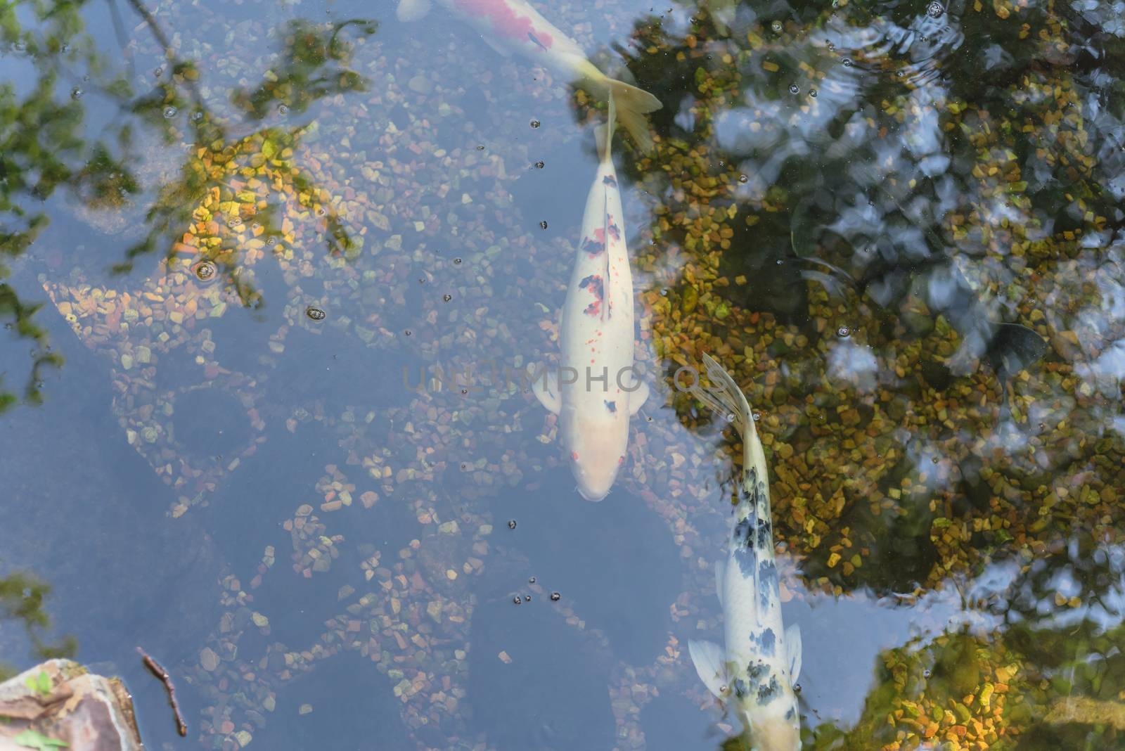 Top view three beautiful koi fishes swimming at clear pond in botanic garden near Dallas, Texas, USA by trongnguyen