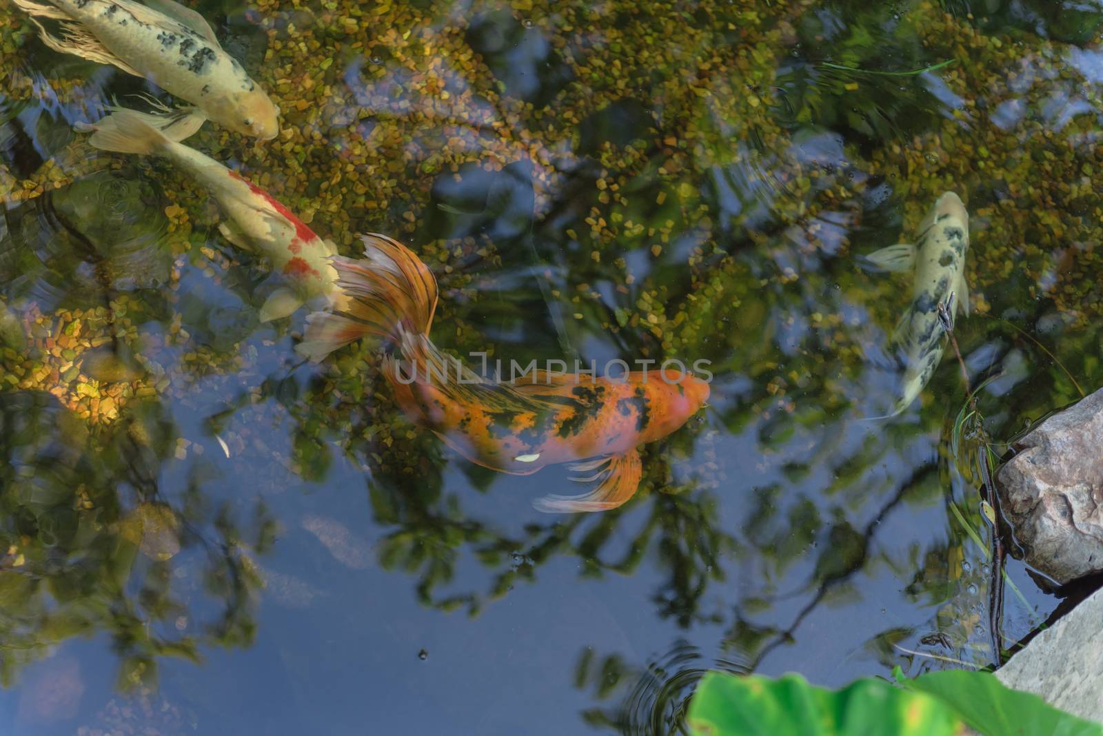 Mixed color beautiful koi fishes swimming at clear pond in botanic garden near Dallas, Texas, USA by trongnguyen