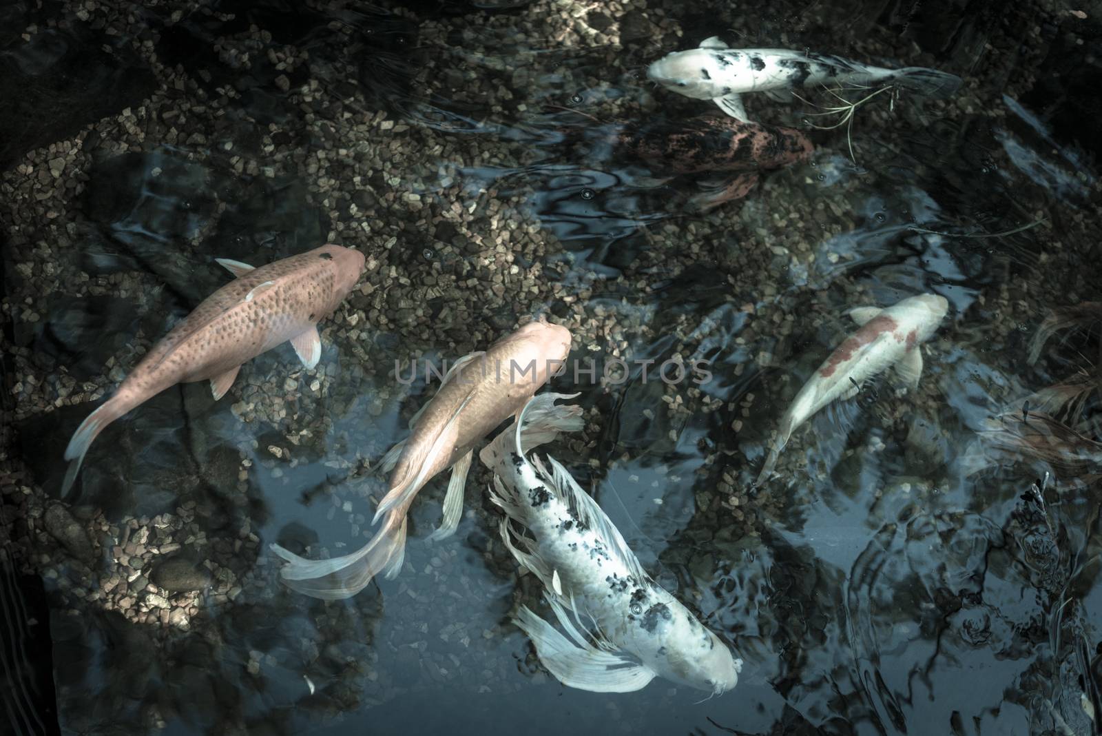 Toned photo group of colorful koi fishes swimming in shallow clear pond at botanical garden near Dallas, Texas, America