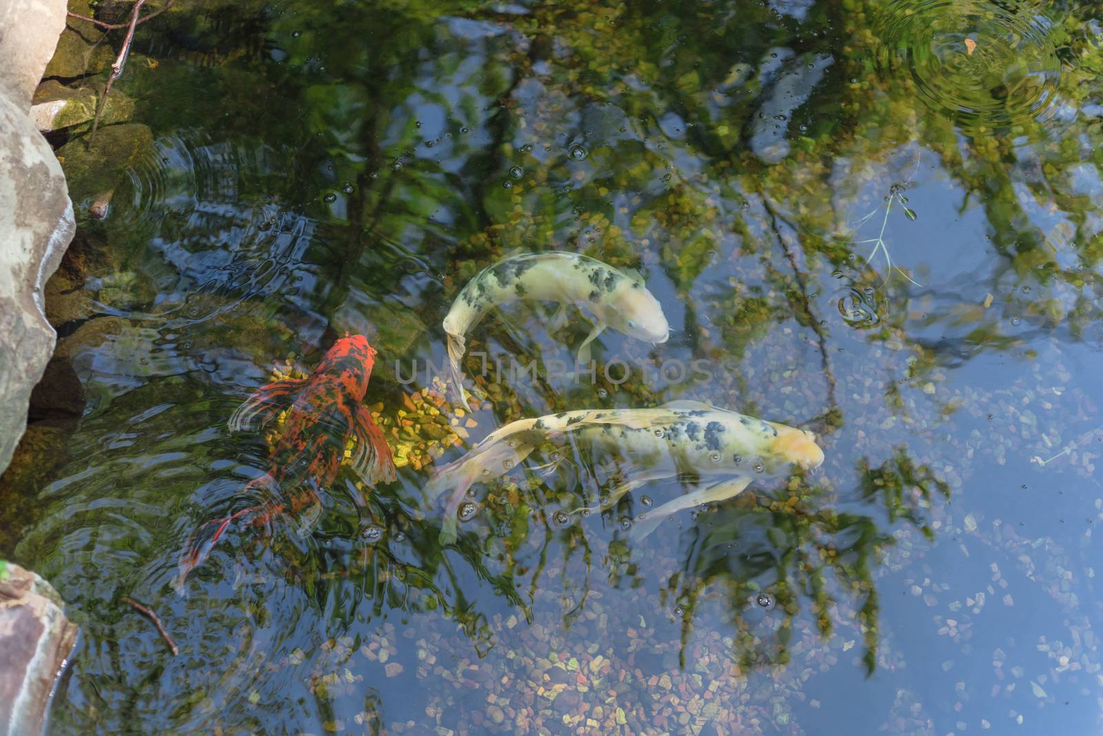 Three koi fish swimming in landscaping pond or water garden near Dallas, Texas, America
