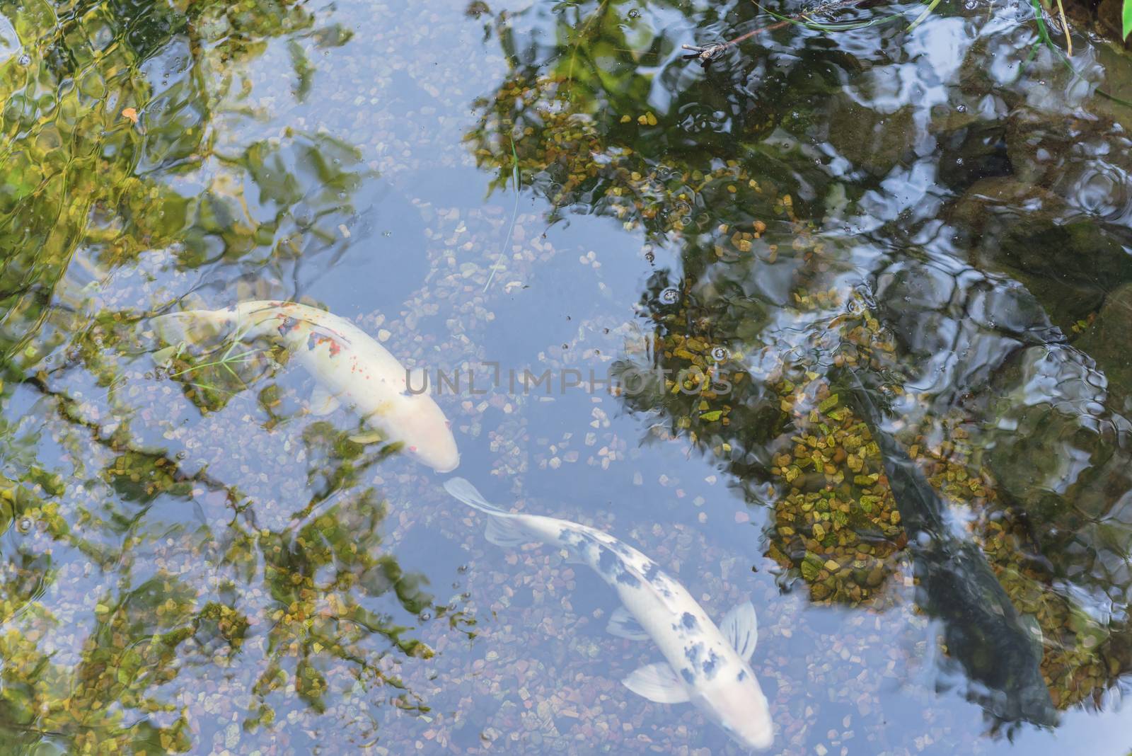 Top view three beautiful koi fishes swimming at clear pond in botanic garden near Dallas, Texas, USA by trongnguyen