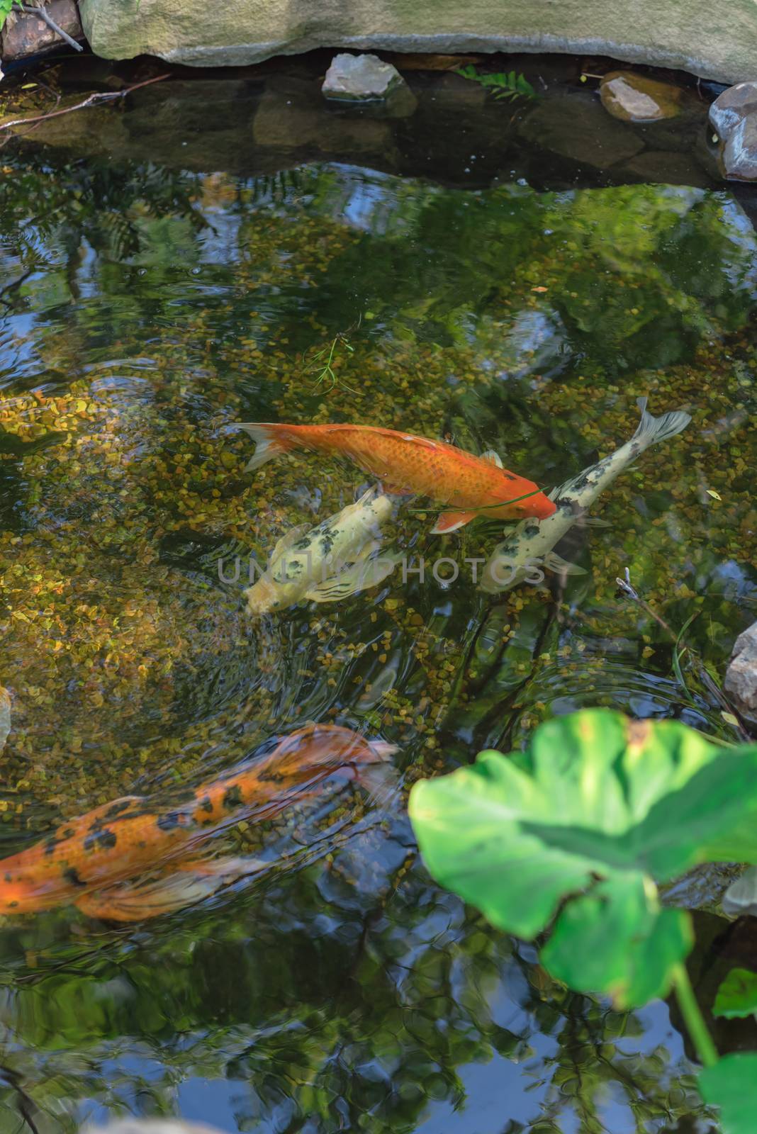 Green tropical plants with koi fishes swimming in shallow lean pond at botanical garden near Dallas, Texas, America