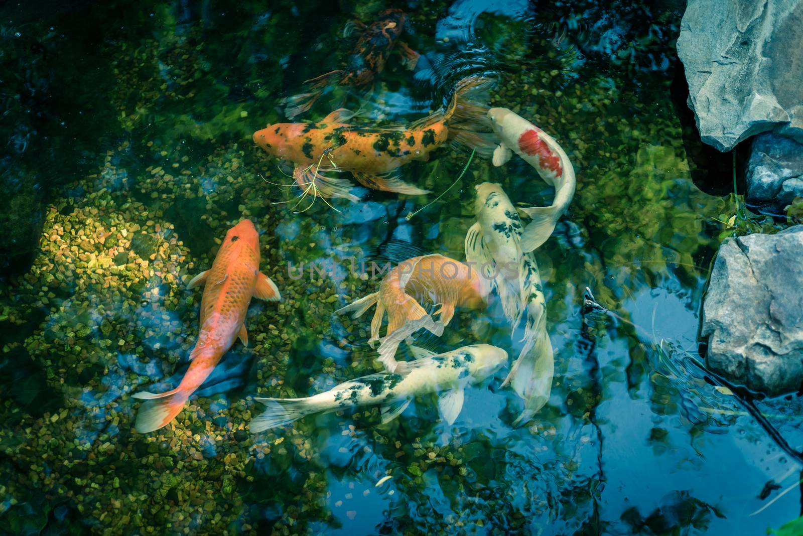 Top view shallow pond with landscape rocks and colorful koi fishes swimming at botanical garden near Dallas, Texas, America