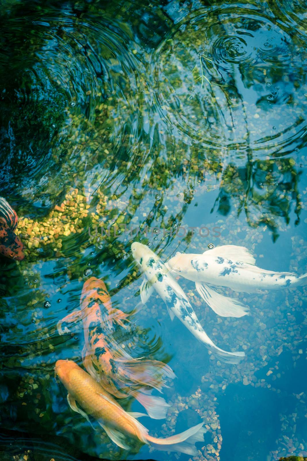Filtered image mixed color beautiful koi fishes swimming at clear pond in botanic garden near Dallas, Texas, USA by trongnguyen