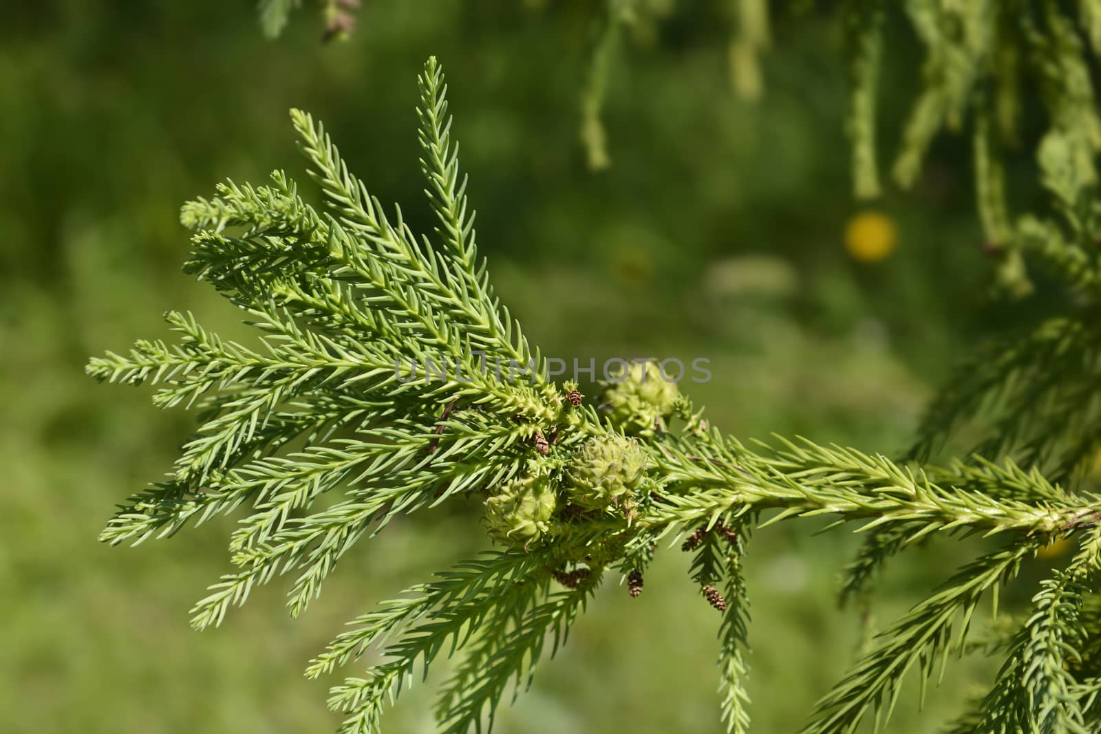 Japanese cedar branches - Latin name - Cryptomeria japonica