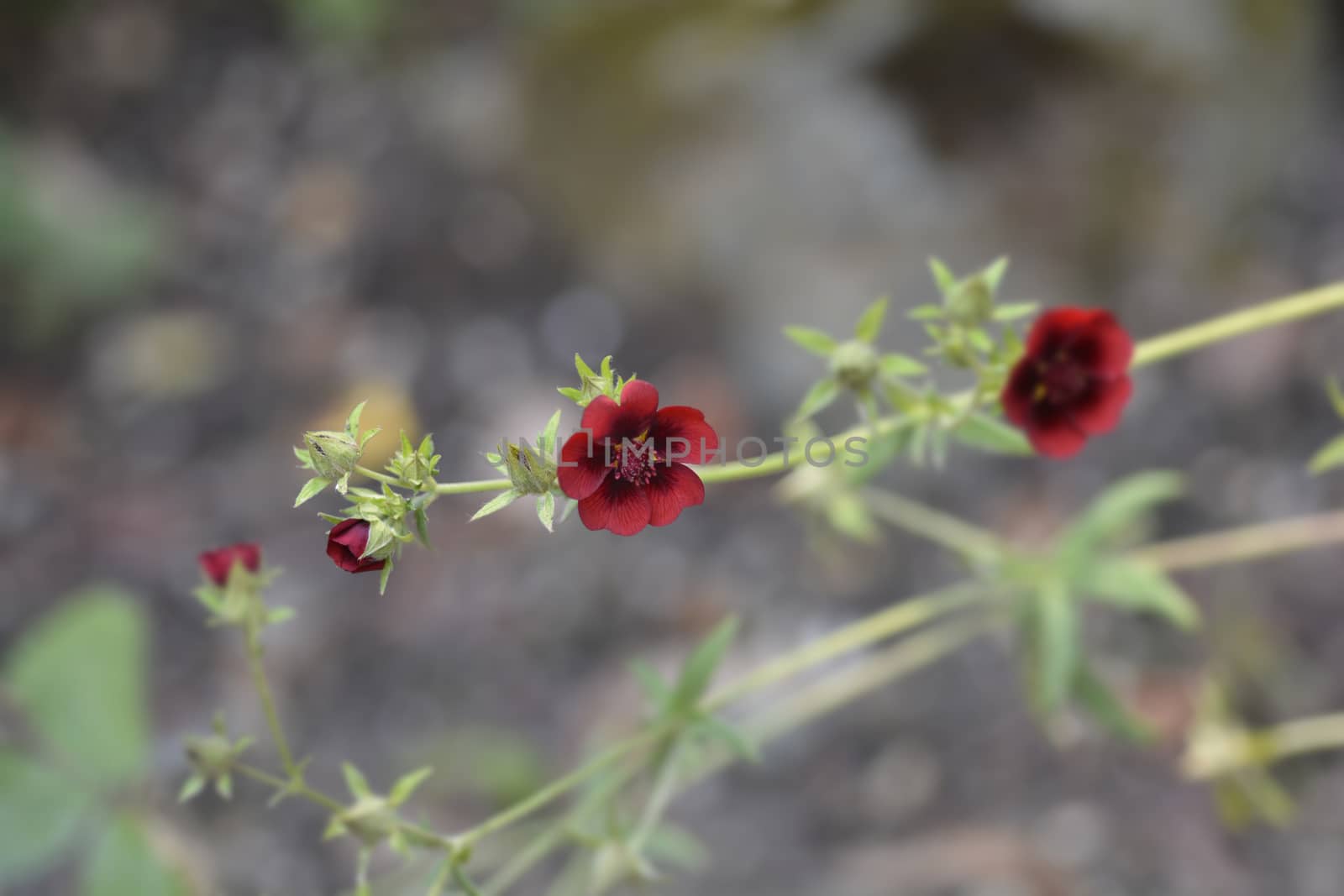 Dark Crimson Cinquefoil flower - Latin name - Potentilla atrosanguinea