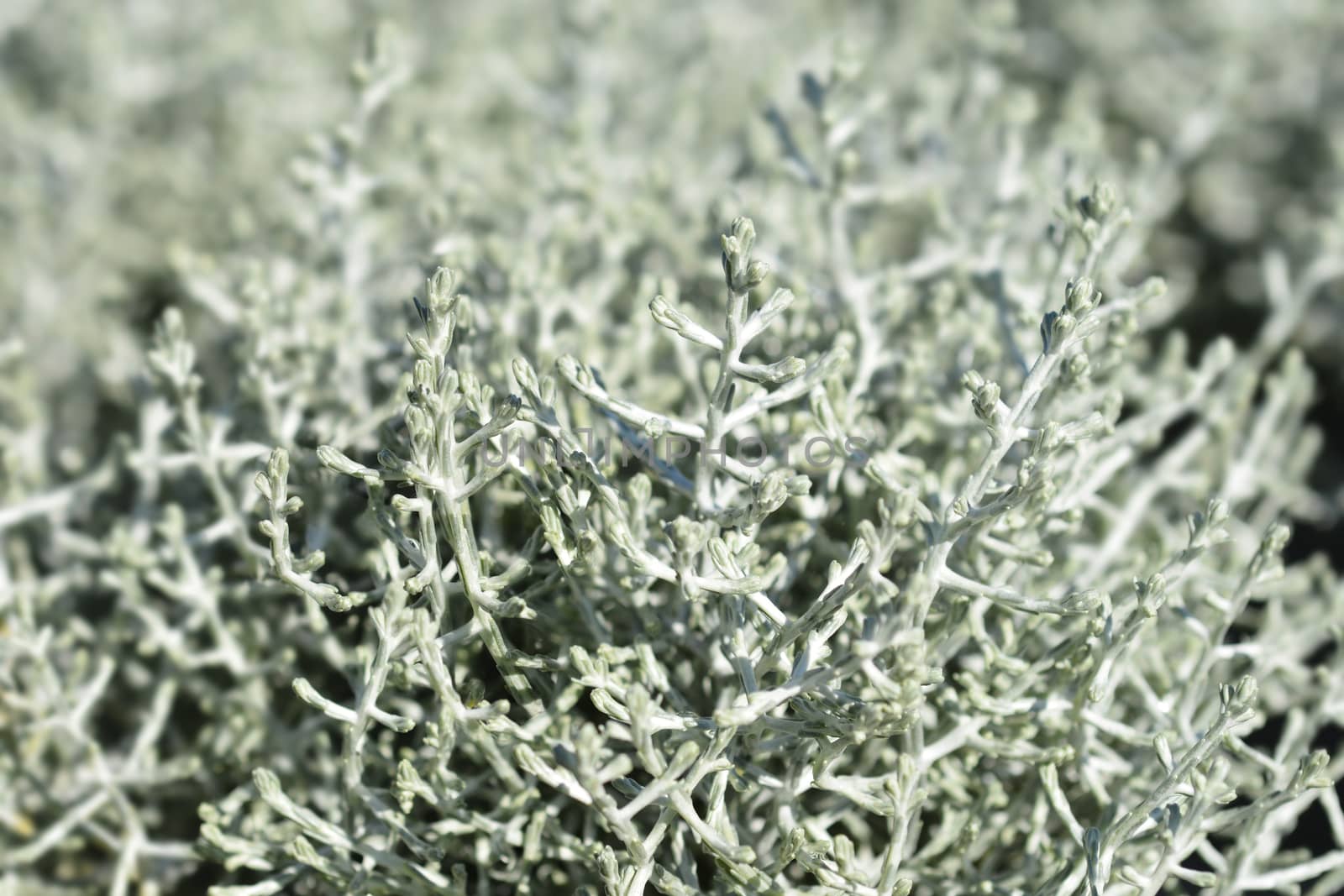 Silver cushion bush - Latin name - Calocephalus brownii