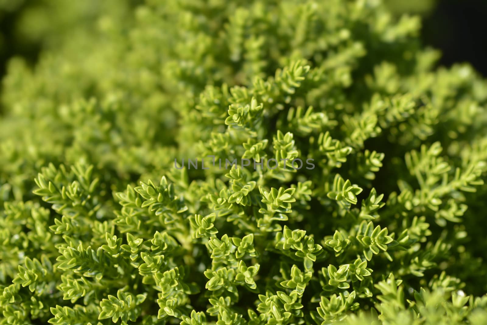 Emerald Green Hebe leaves - Latin name - Hebe Emerald Green