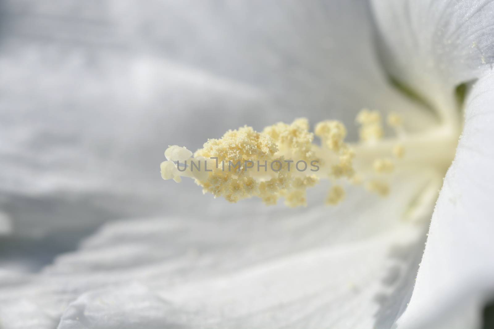 White Rose Of Sharon flower detail - Latin name - Hibiscus syriacus