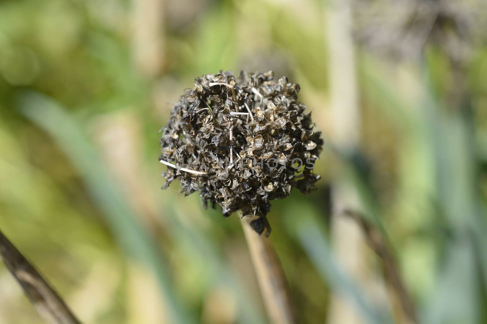 Asian wild onion seeds - Latin name - Allium pskemense