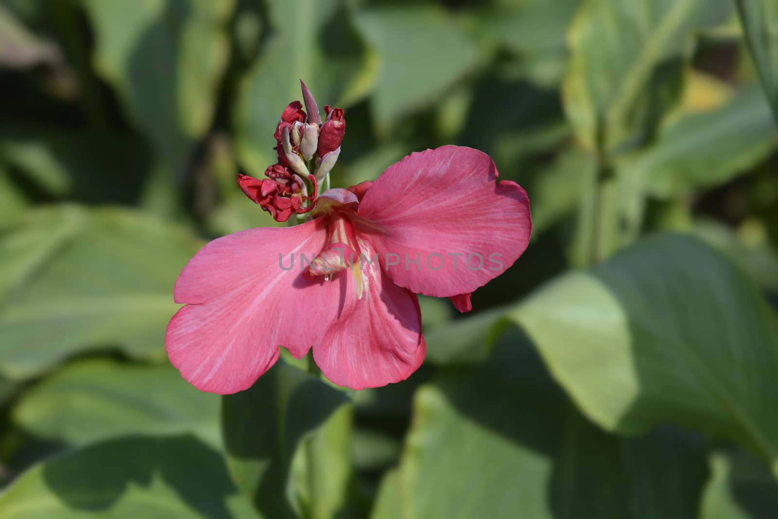 Canna lily Tropical Rose by nahhan