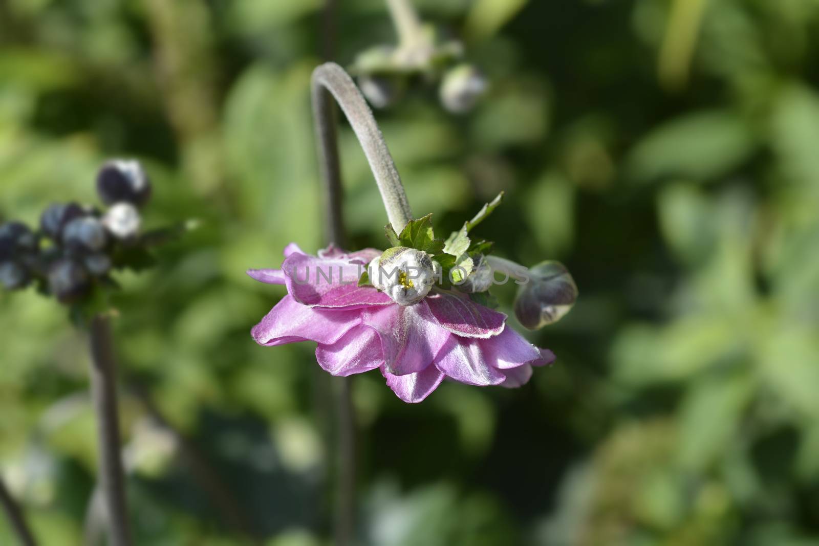 Pink Japanese anemone Koenigin Charlotte (Queen Charlotte) - Latin name - Anemone * hybrida Koenigin Charlotte