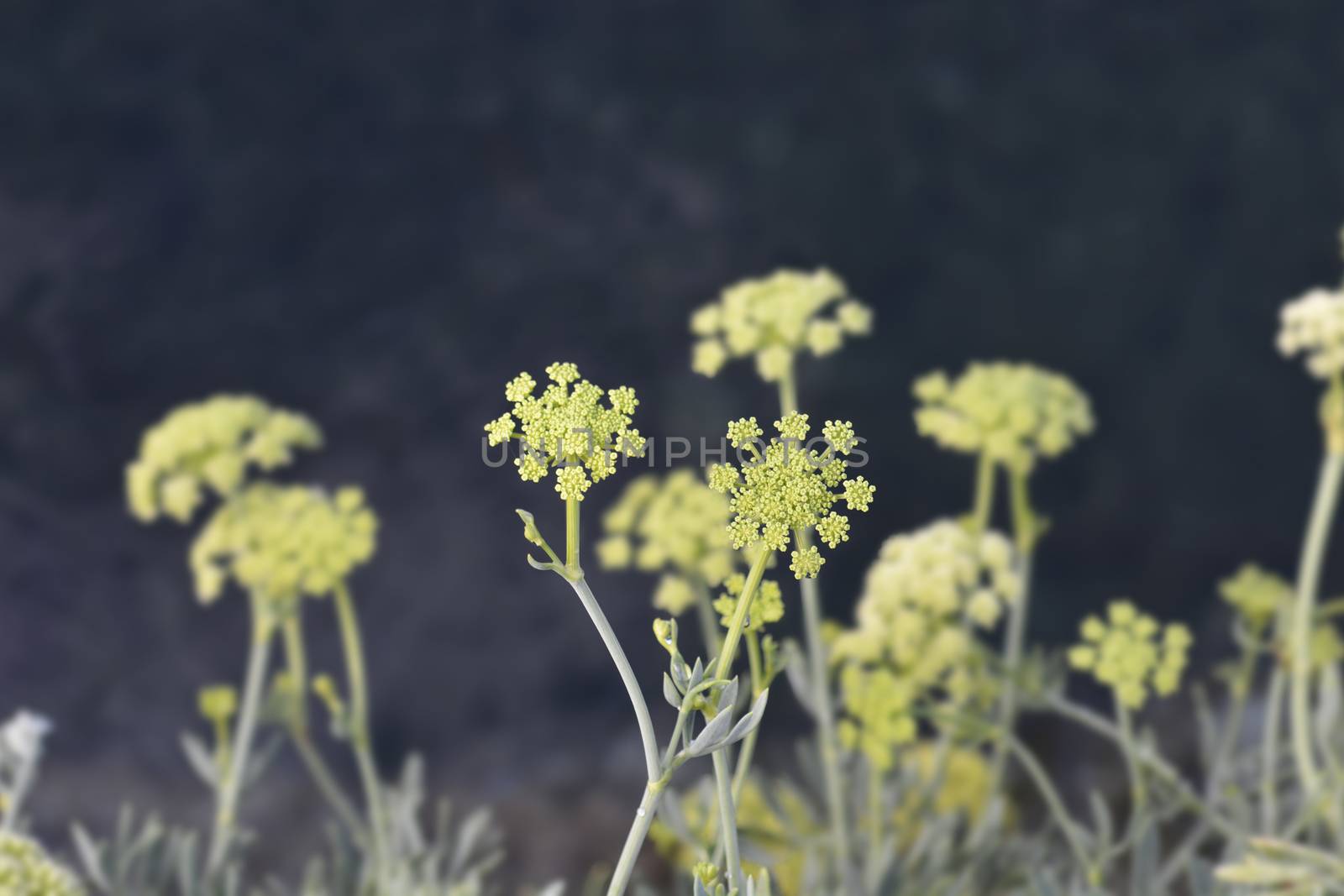 Sea fennel flowers by nahhan