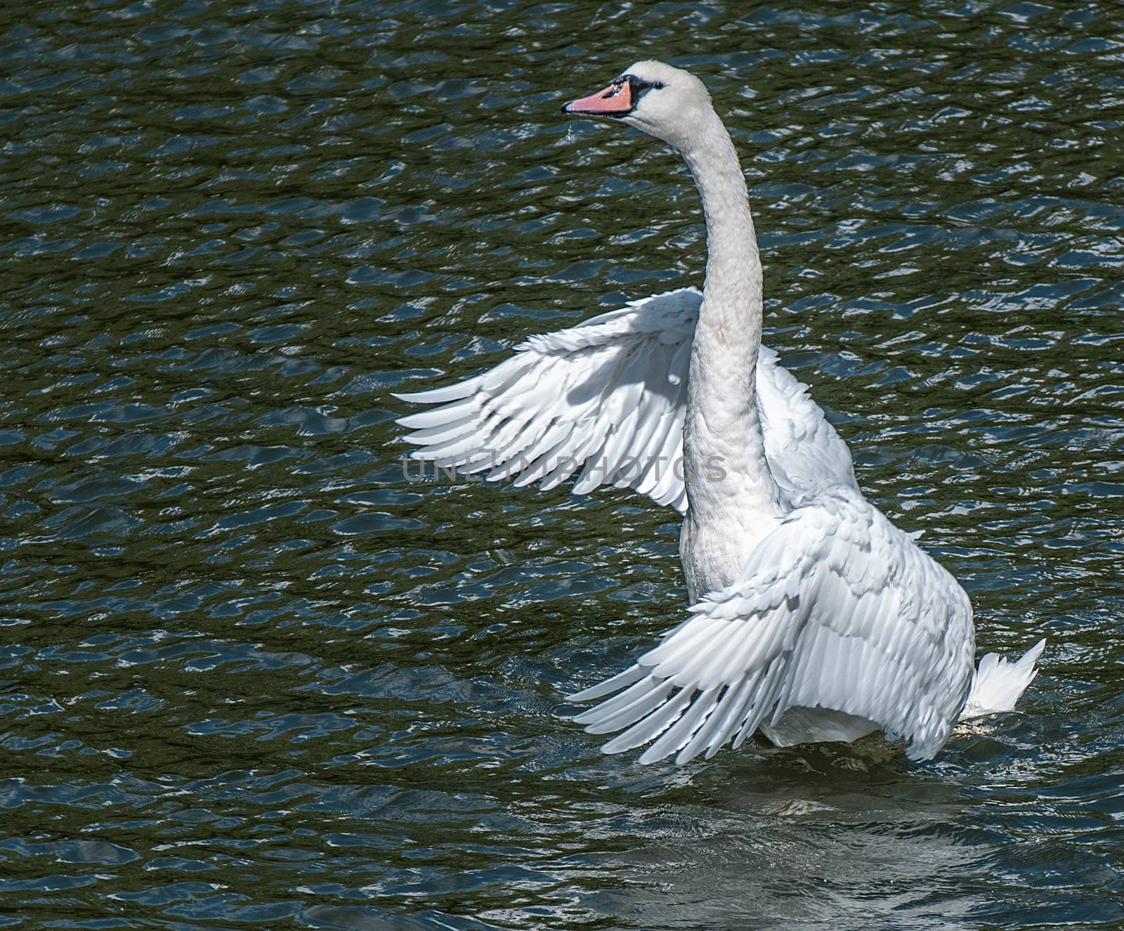 swan on river wings extended