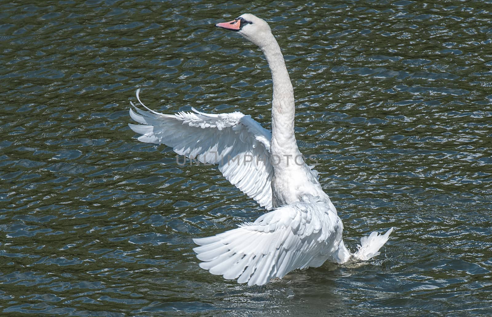 swan taking off by flapping its wings on the river avon by sirspread