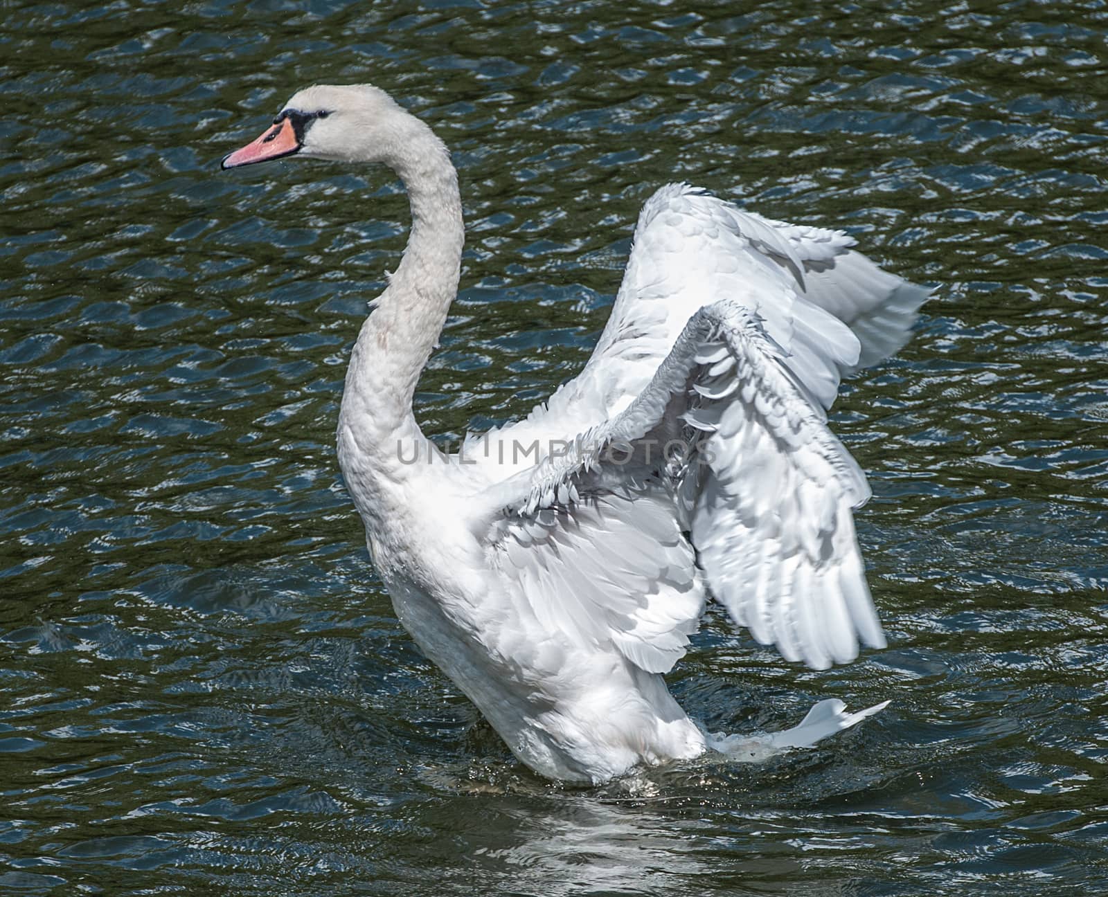 swan with wings extended on the river avon by sirspread