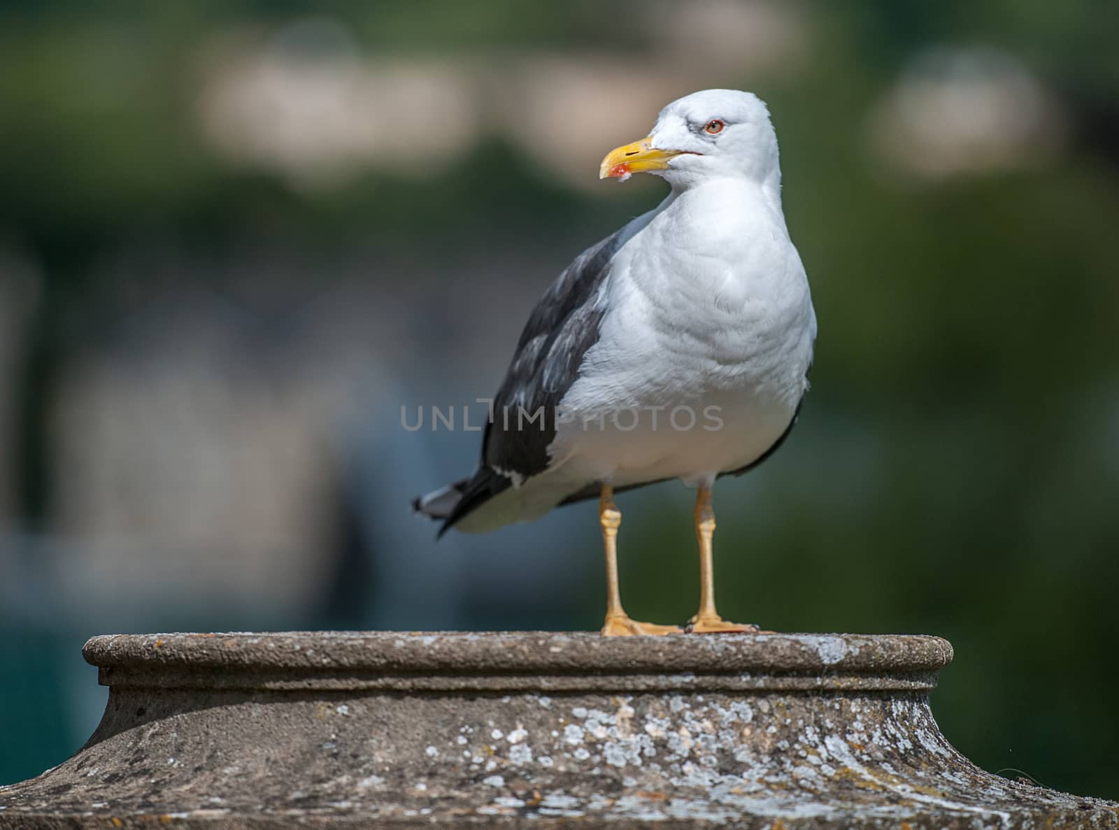 seagull perched on wall looking around by sirspread