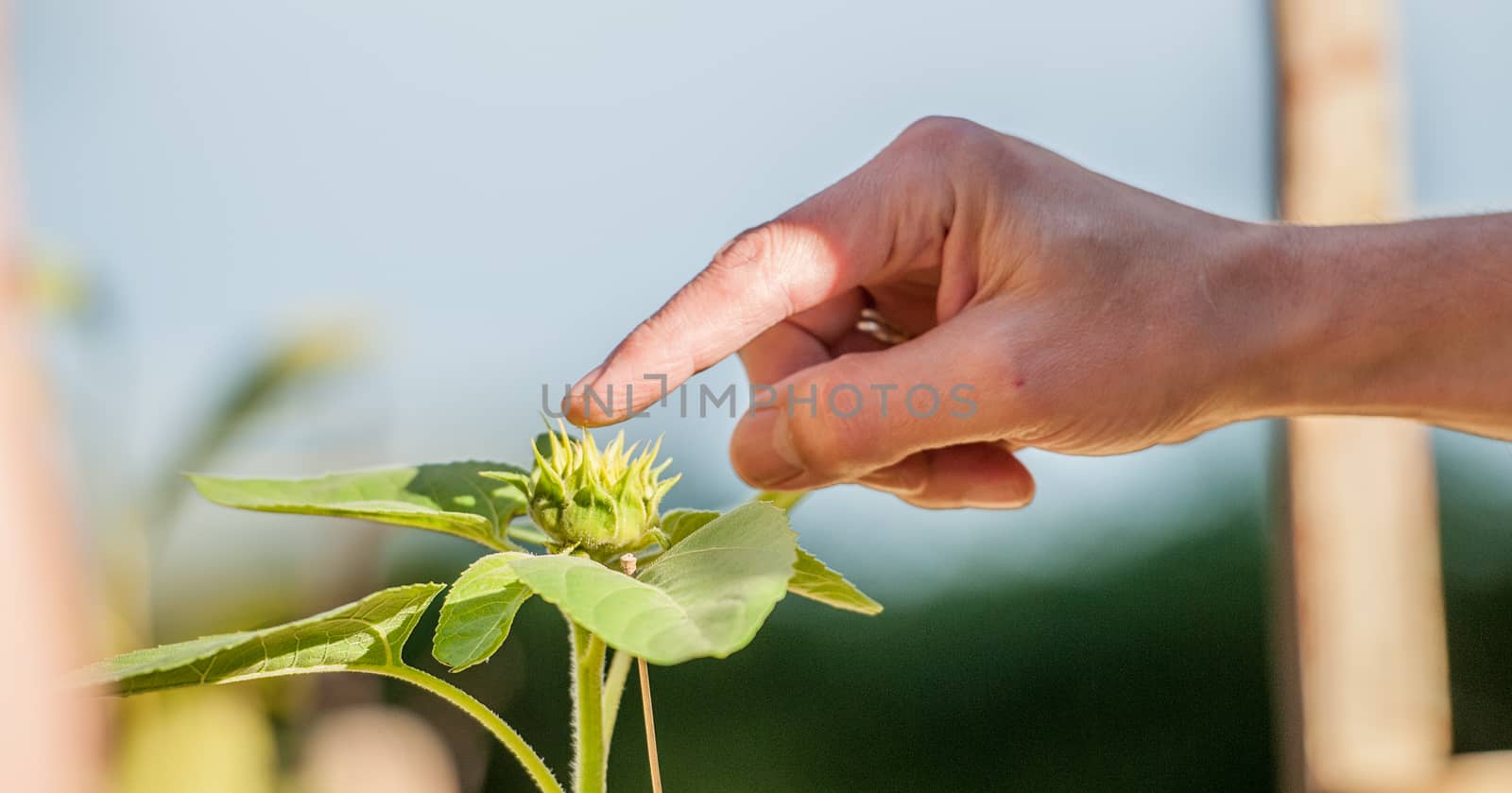 a growing sunflower getting a hand by sirspread