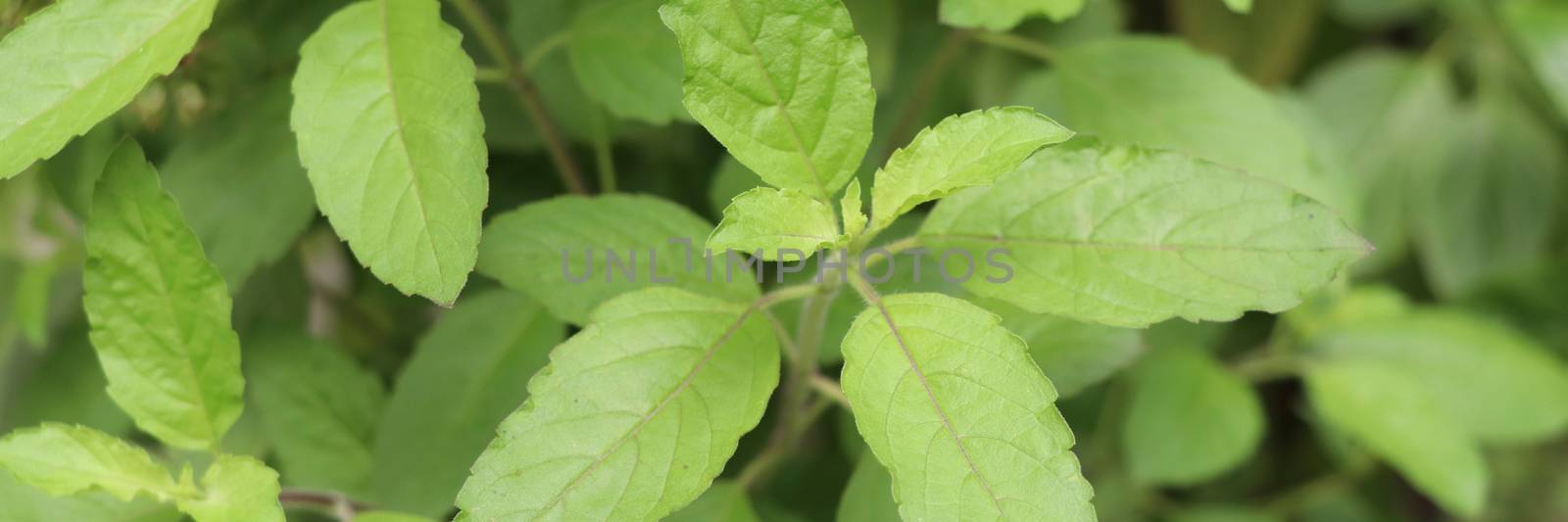 Holy basil leaves on the Holy basil tree banner background. Holy basil leaves are useful herbs.