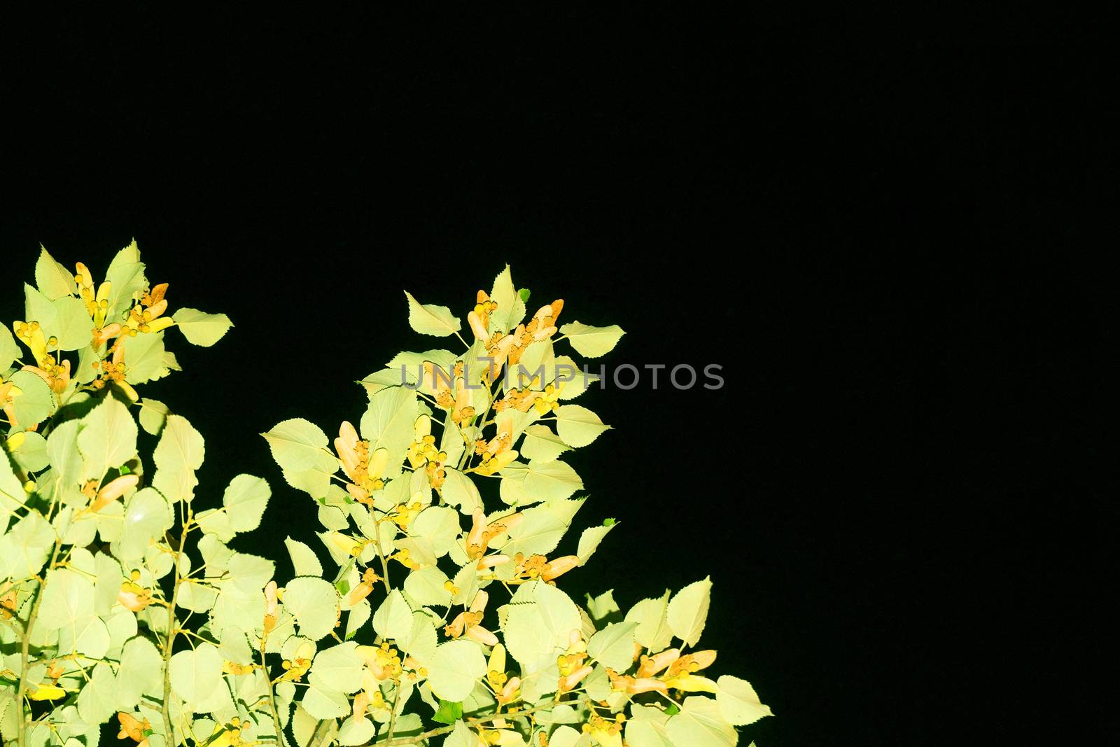 lighted tree branches against a black night sky by Annado