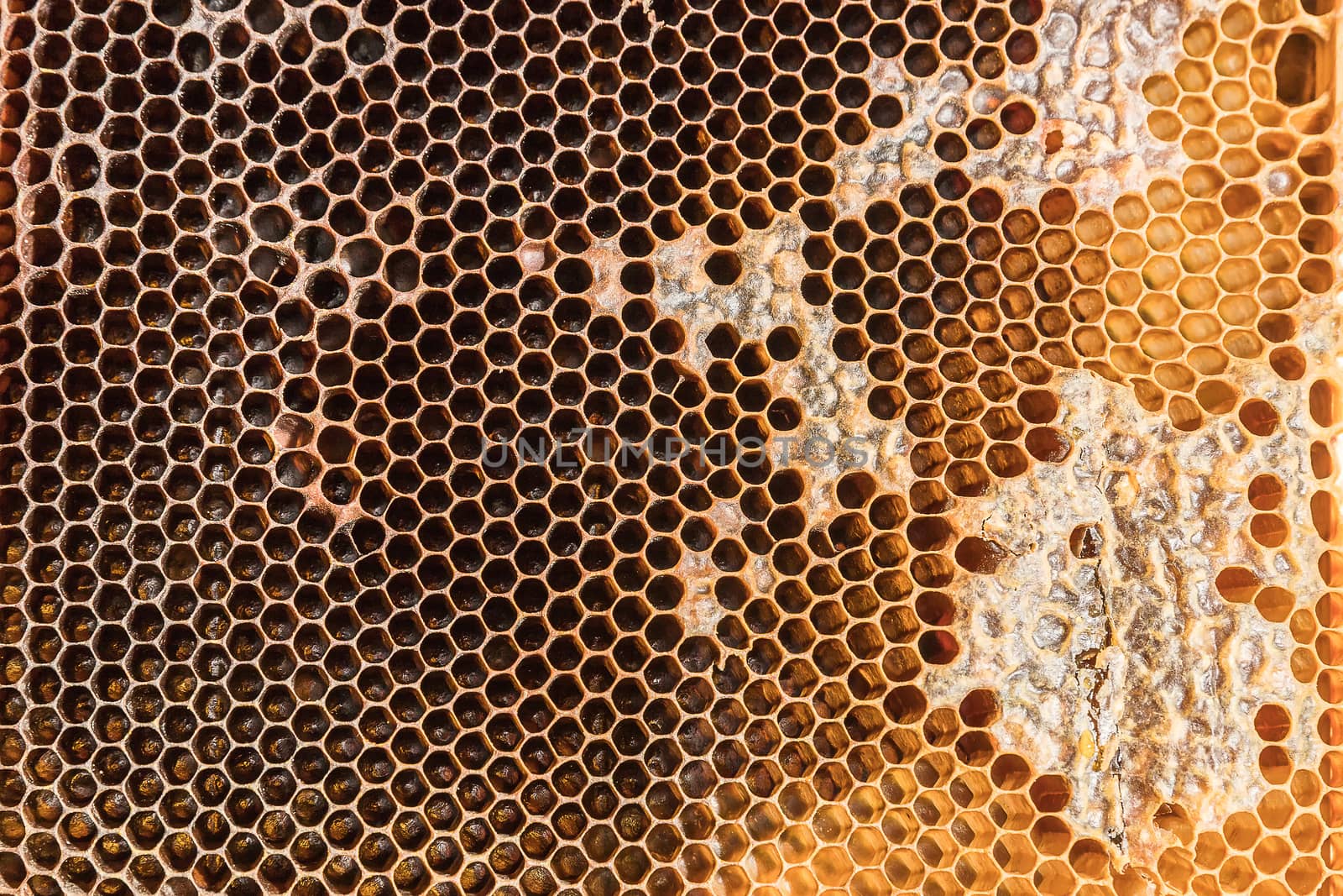 Close-up of a honeycomb filled with honey and wax cap residue before extraction