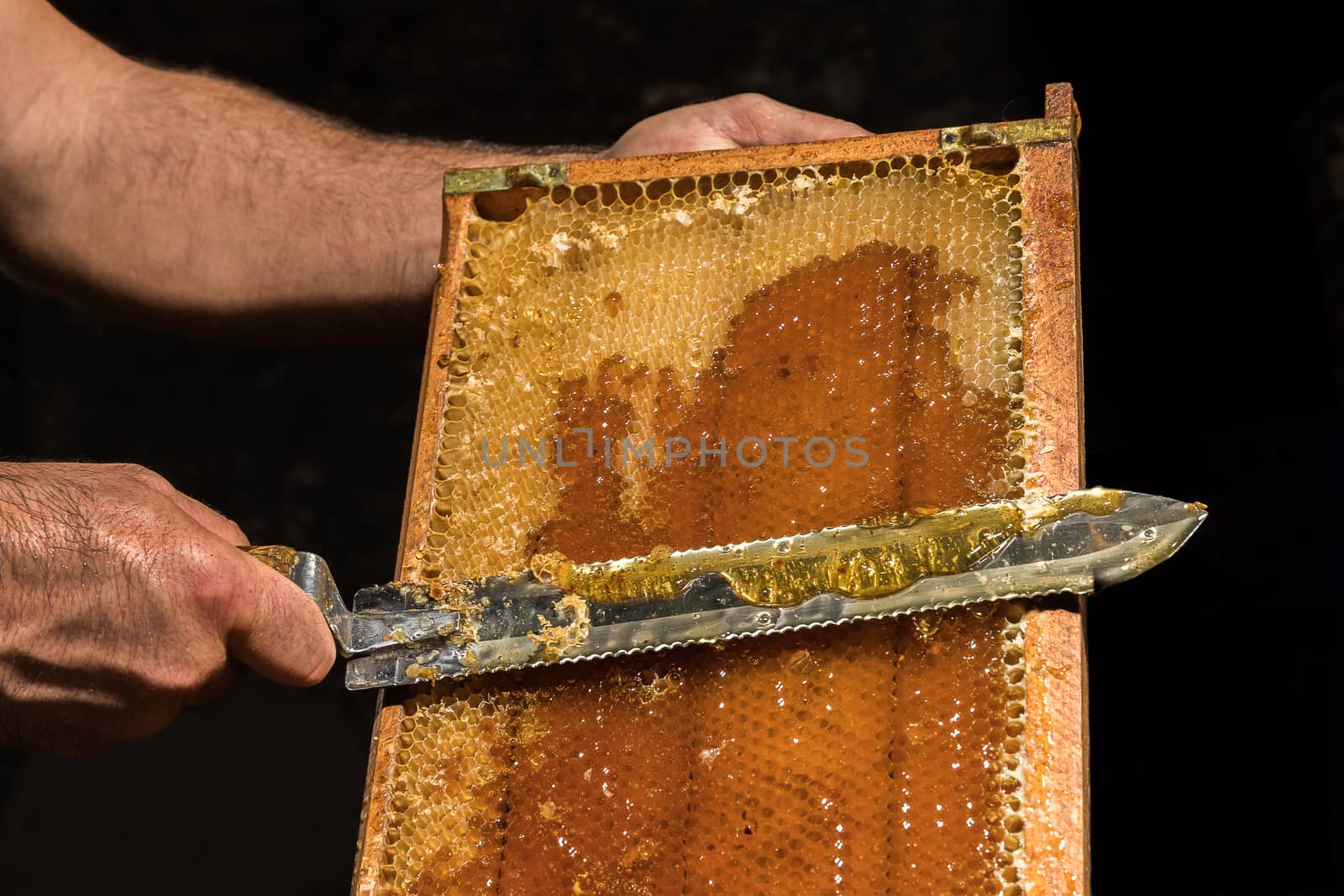 The beekeeper removes the wax lids from honeycombs before extracting honey.