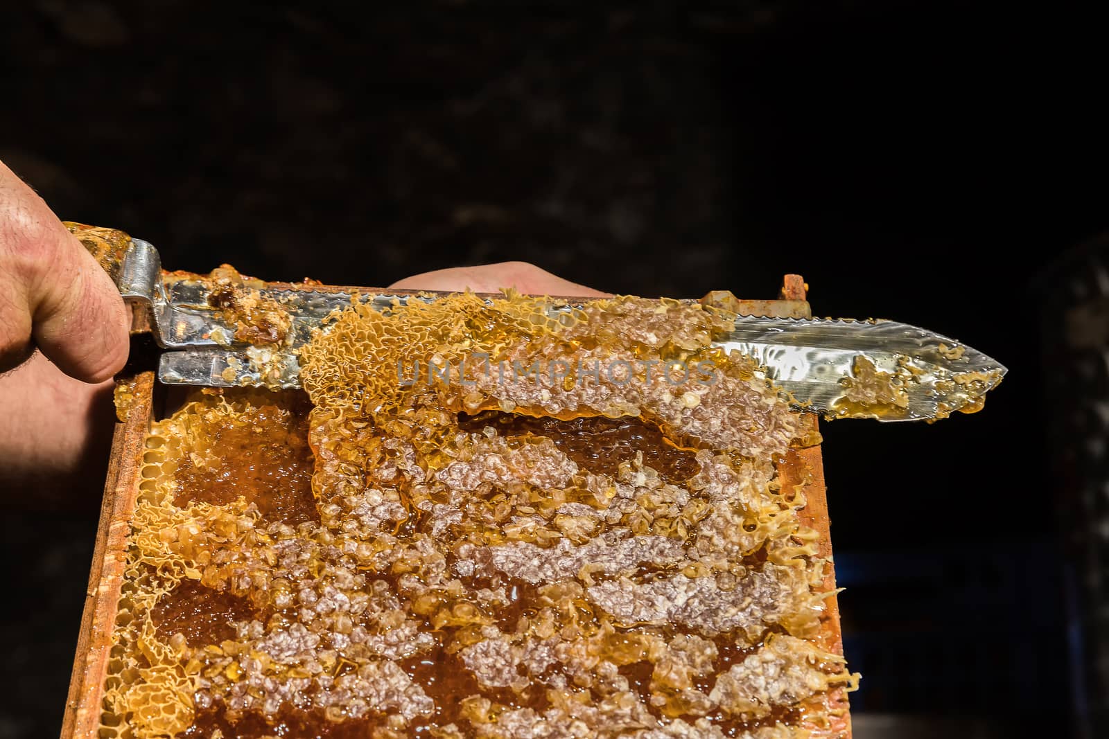 The beekeeper removes the wax lids from honeycombs before extracting honey. Close up.