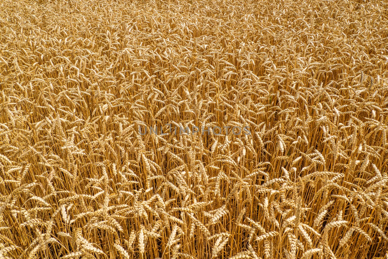 Beautiful Field Landscape. Ripening Ears of Meadow Wheat Field. Gold Wheat Field. Beards of Golden Barley Close Up.