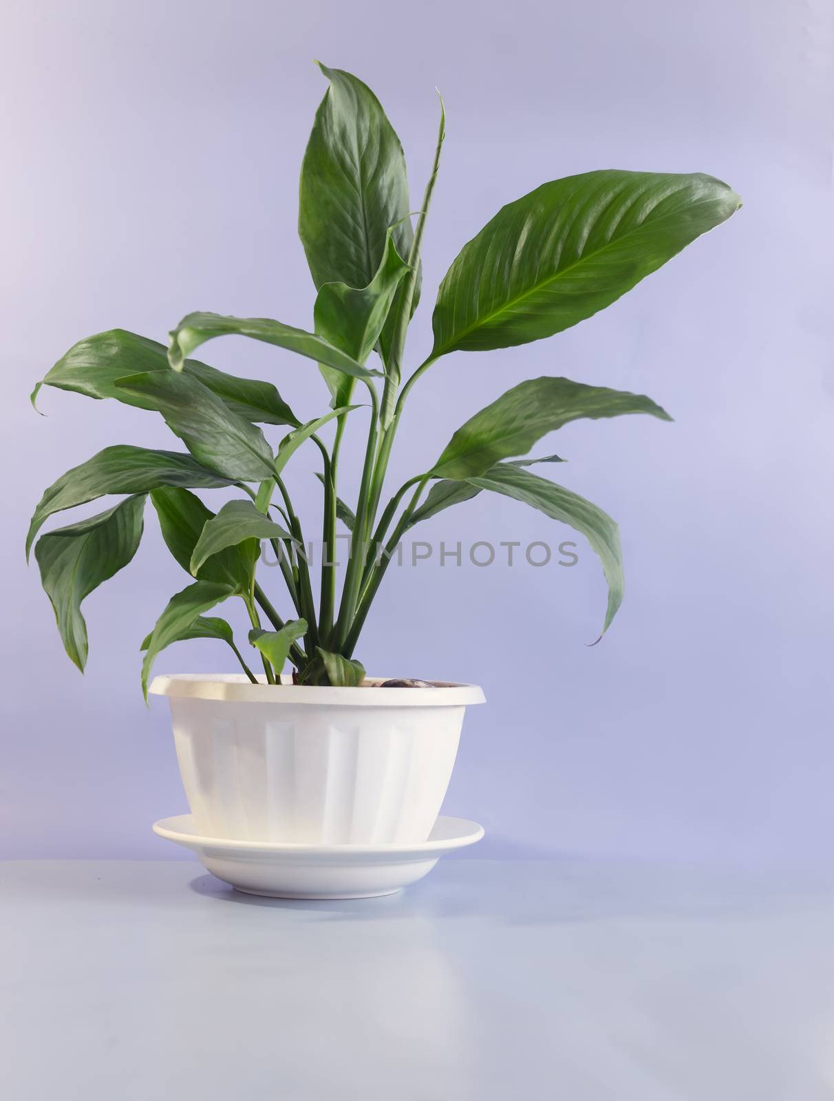 On the table in a white flower pot grows a beautiful indoor flower Spathiphyllum