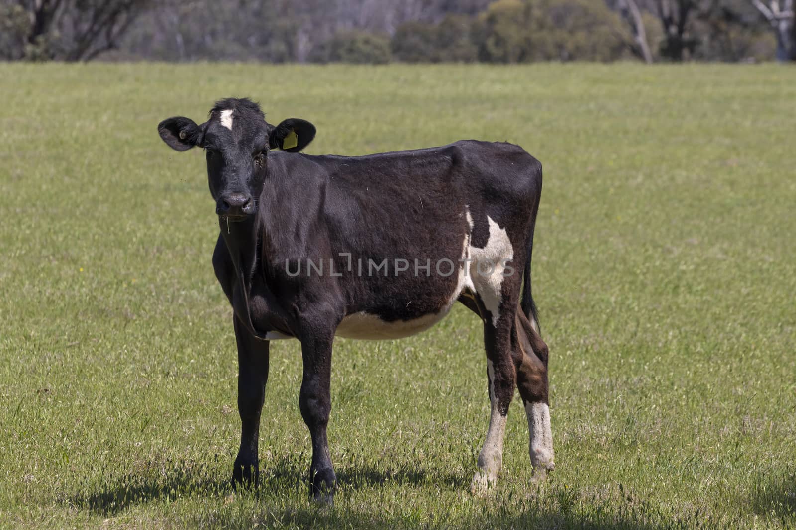 Black and White dairy cows grazing in a green field of grass.