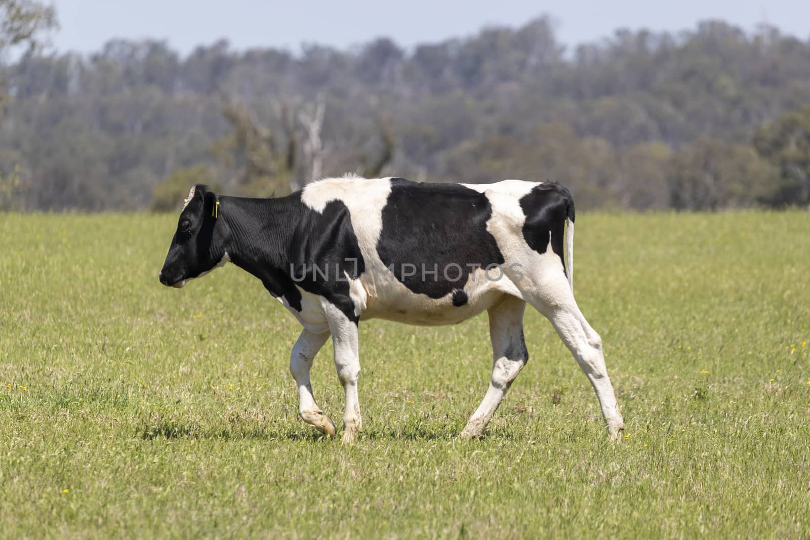 Black and White dairy cows grazing in a green field of grass.