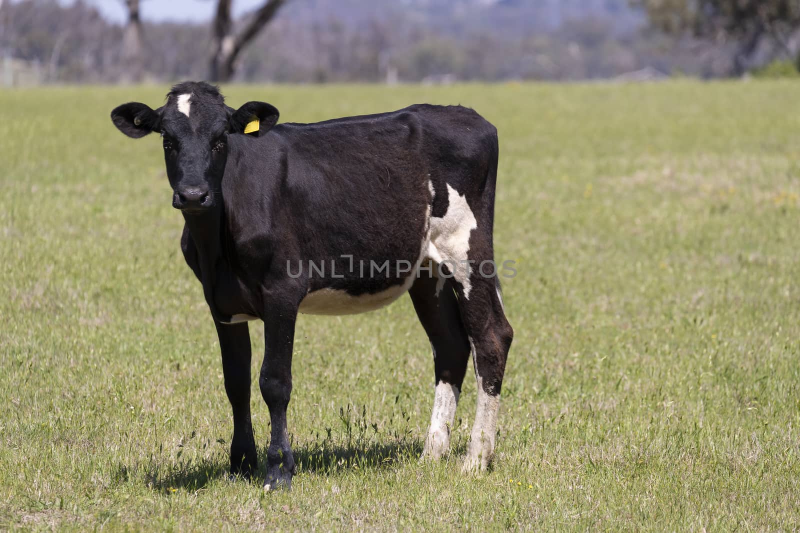 Black and White dairy cows grazing in a green field of grass.