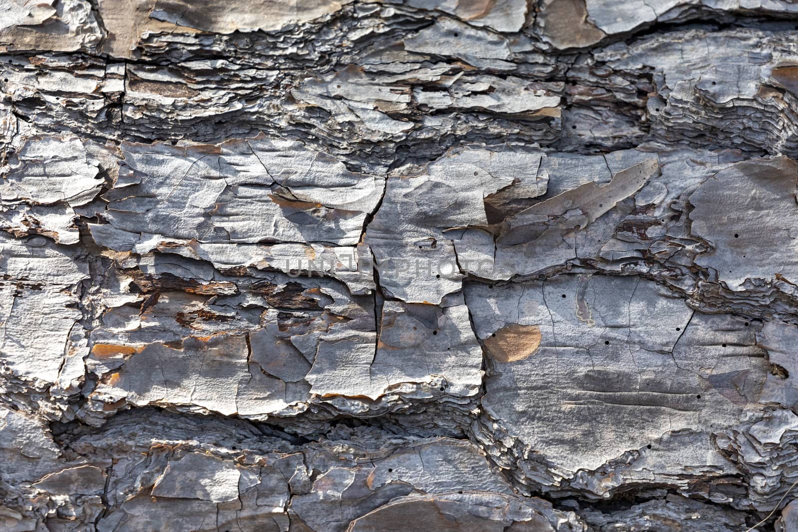 Close up of bark on an old fallen tree by WittkePhotos