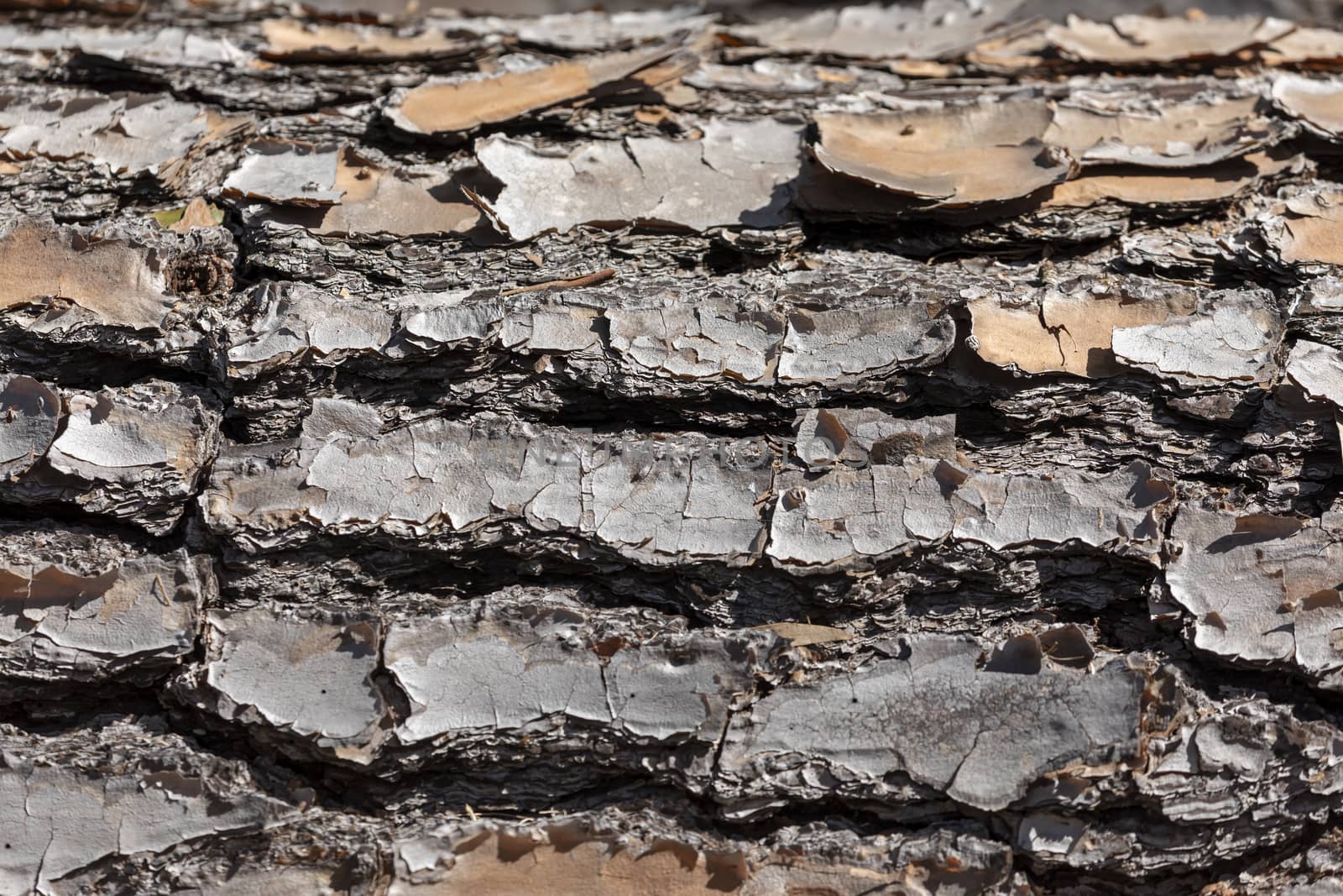 Close up of bark on an old fallen tree by WittkePhotos