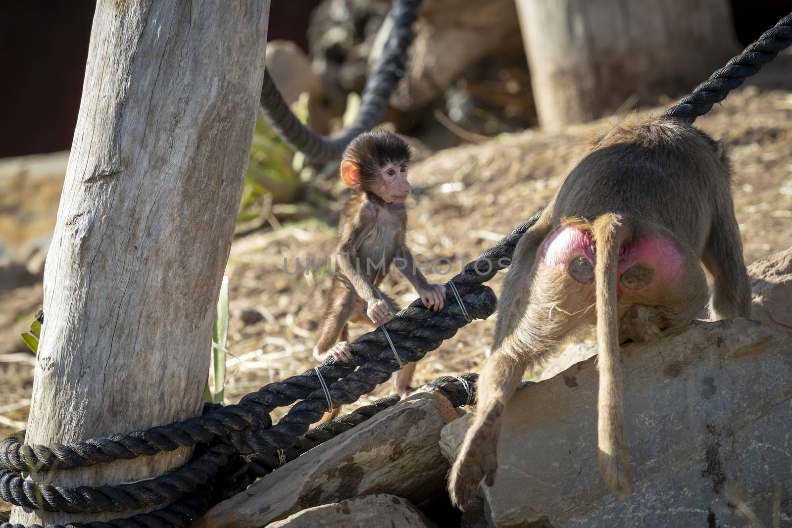 A baby Hamadryas Baboon playing outside with their family unit