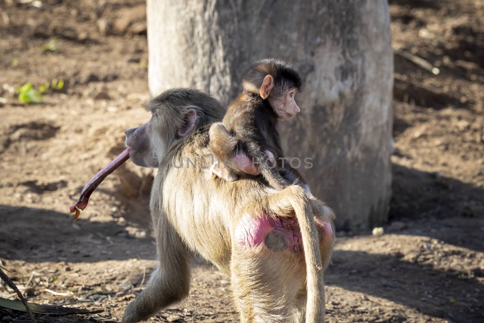 A baby Hamadryas Baboon playing outside with their family unit