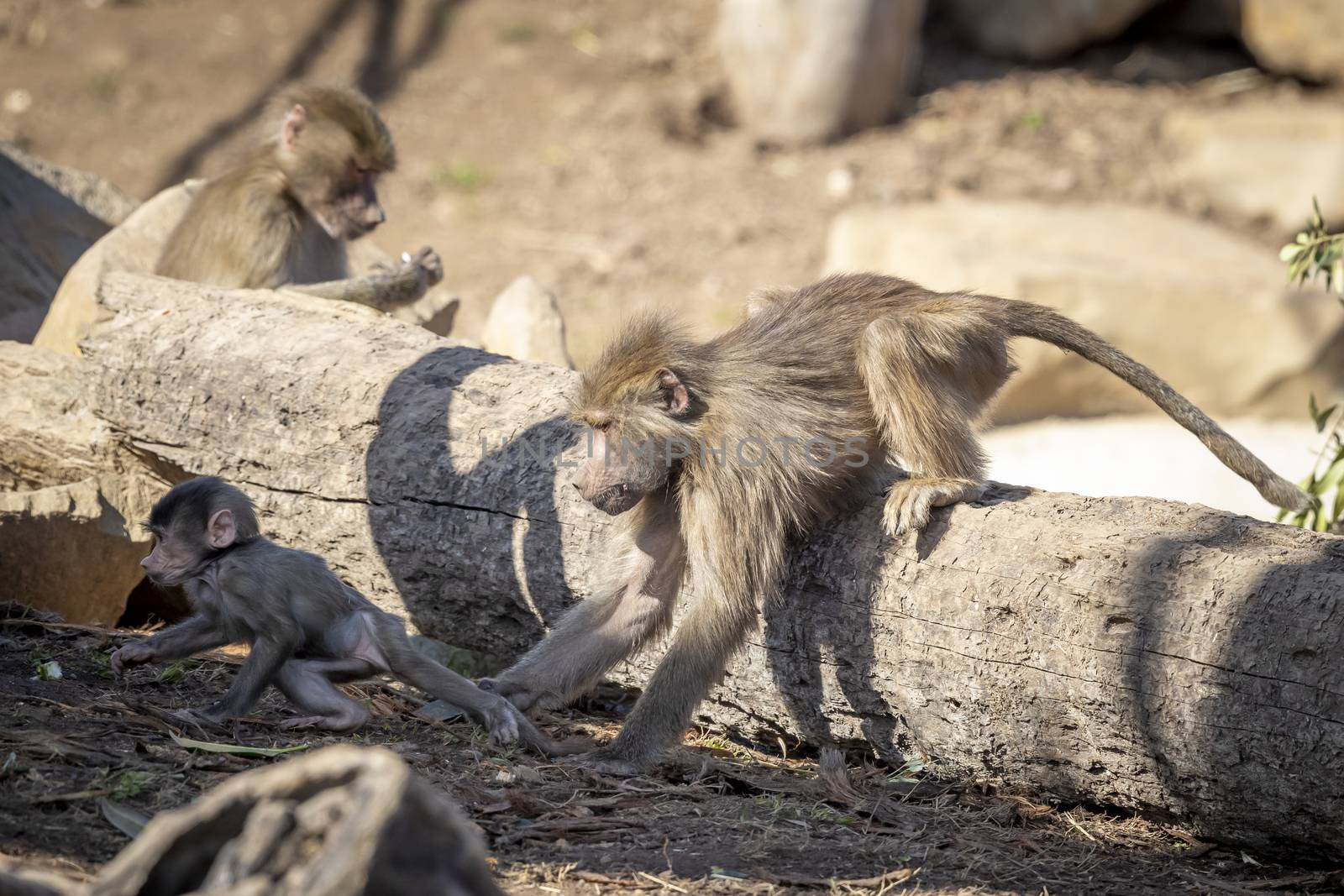 A baby Hamadryas Baboon playing outside with their family unit by WittkePhotos