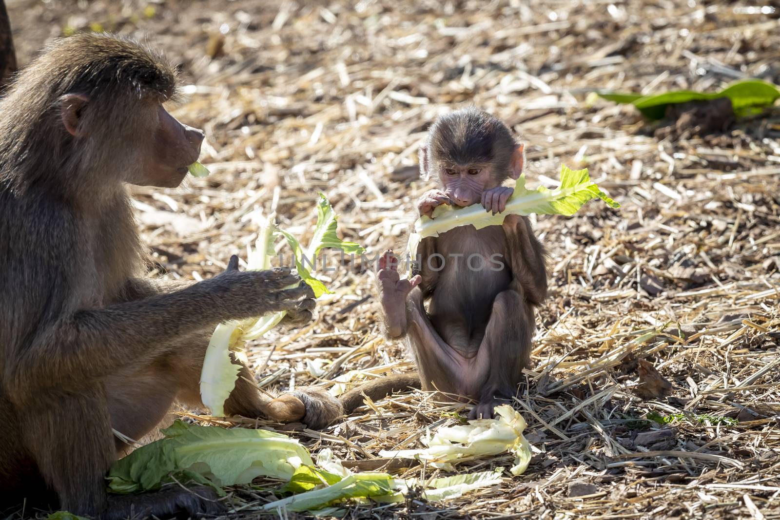 A baby Hamadryas Baboon playing outside with their family unit by WittkePhotos