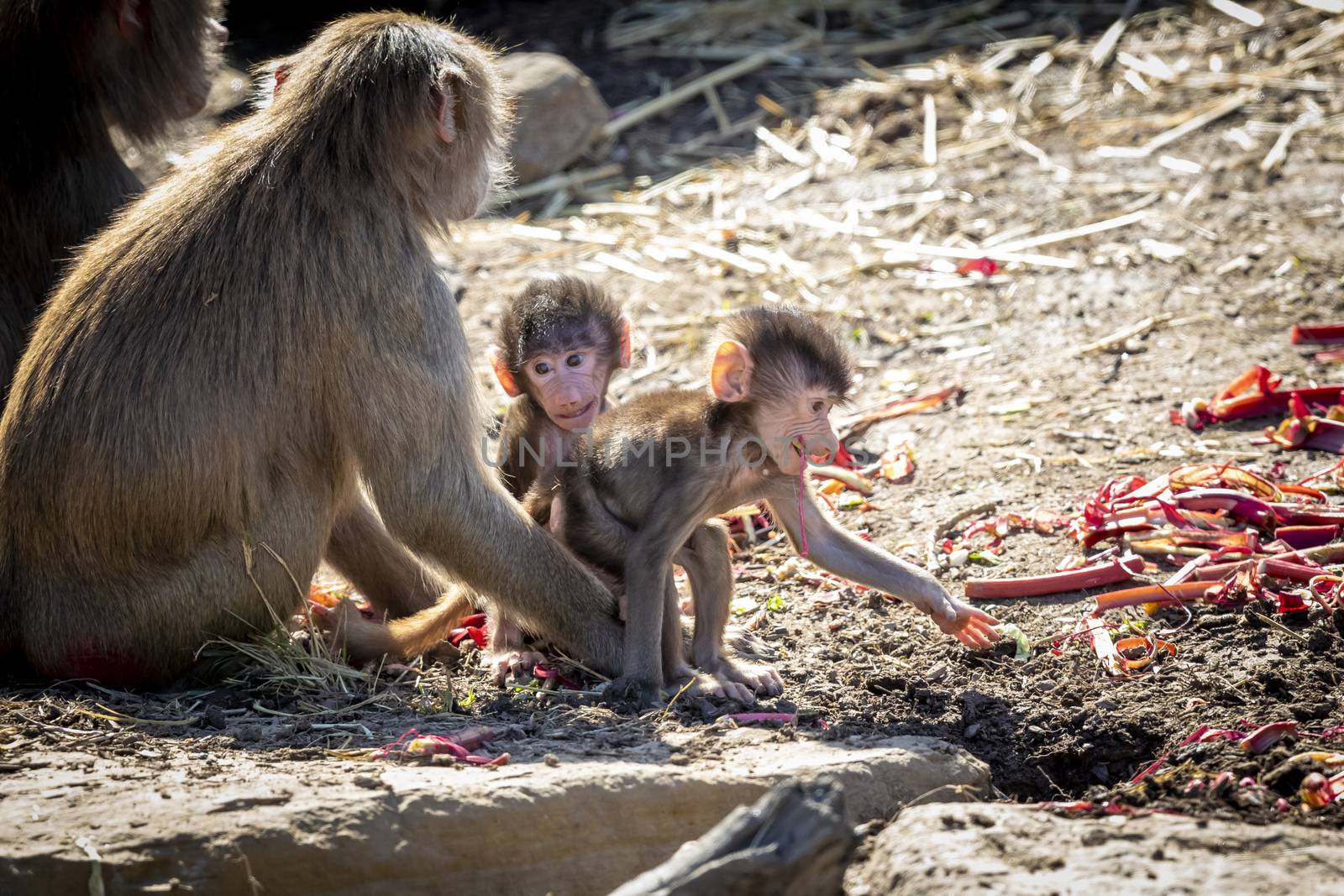 A baby Hamadryas Baboon playing outside with their family unit by WittkePhotos