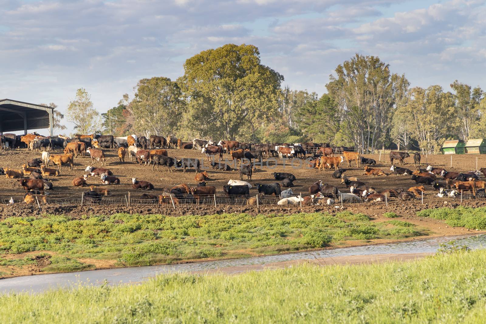 A herd of dairy cows on a hill in the sunshine by WittkePhotos