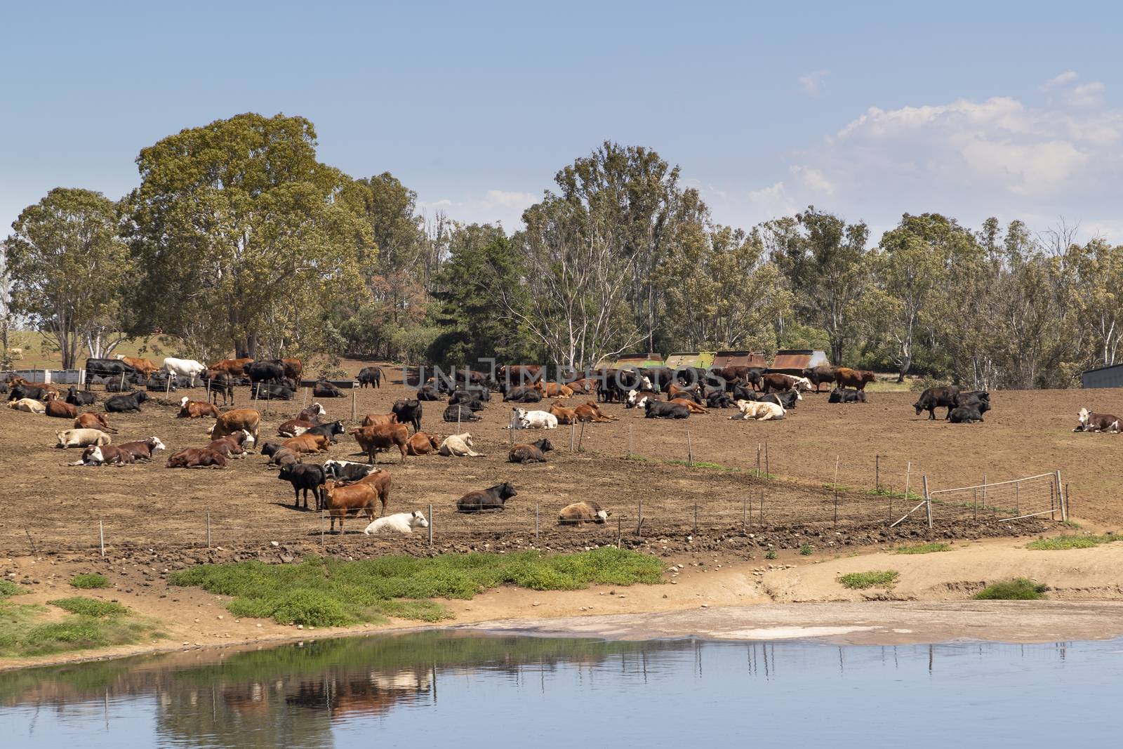A herd of dairy cows resting on brown dirt near the milking shed in front of a creek on a hill.