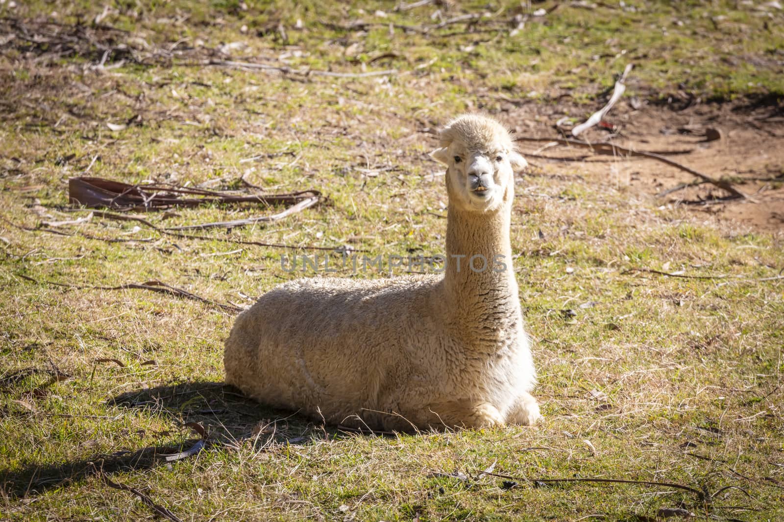 A Llama sitting in the sunshine in a green agricultural field