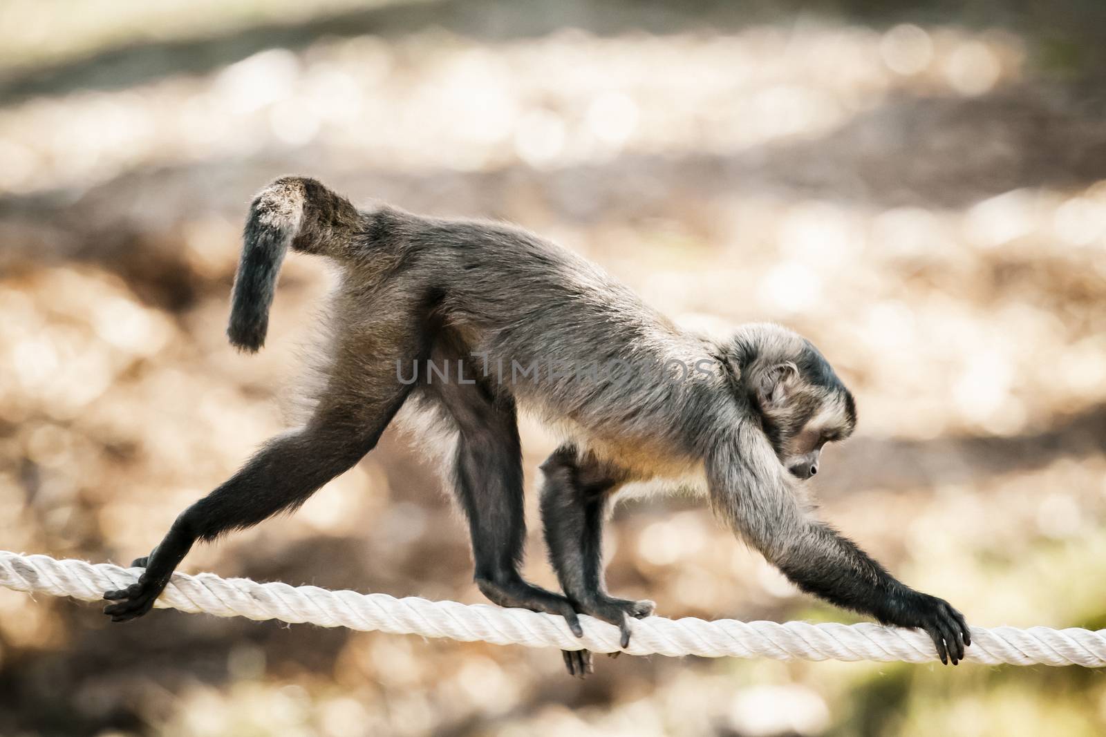 A Tufted Capuchin monkey walking on a rope in the sunshine by WittkePhotos