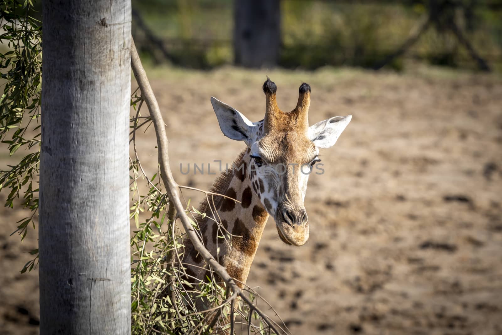 A young Giraffe eating leaves in a field in the sunshine