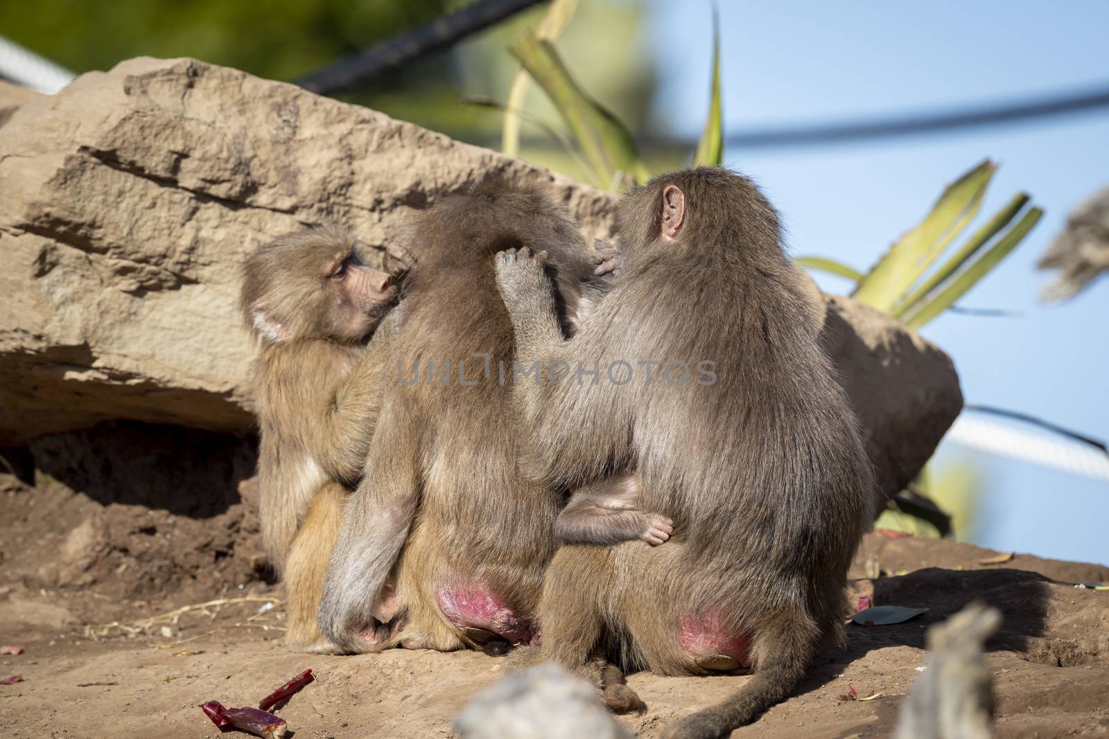 Adolescent Hamadryas Baboons preening each other by WittkePhotos