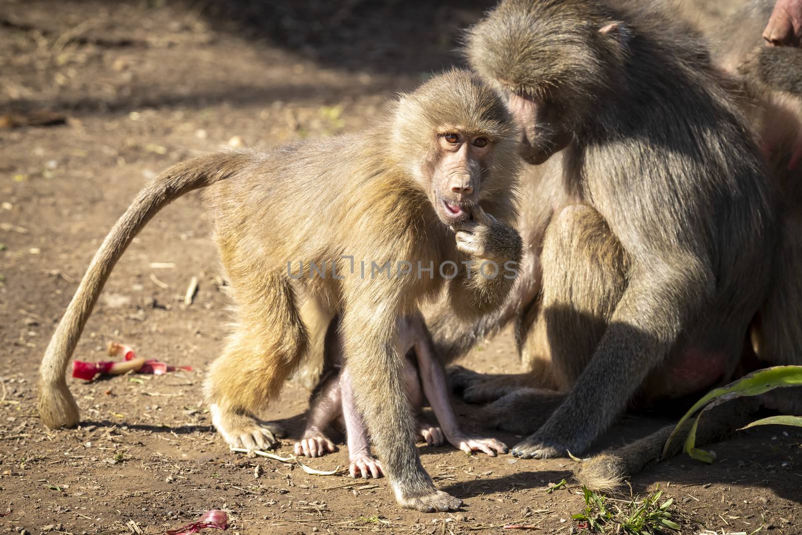 Adolescent Hamadryas Baboons preening each other