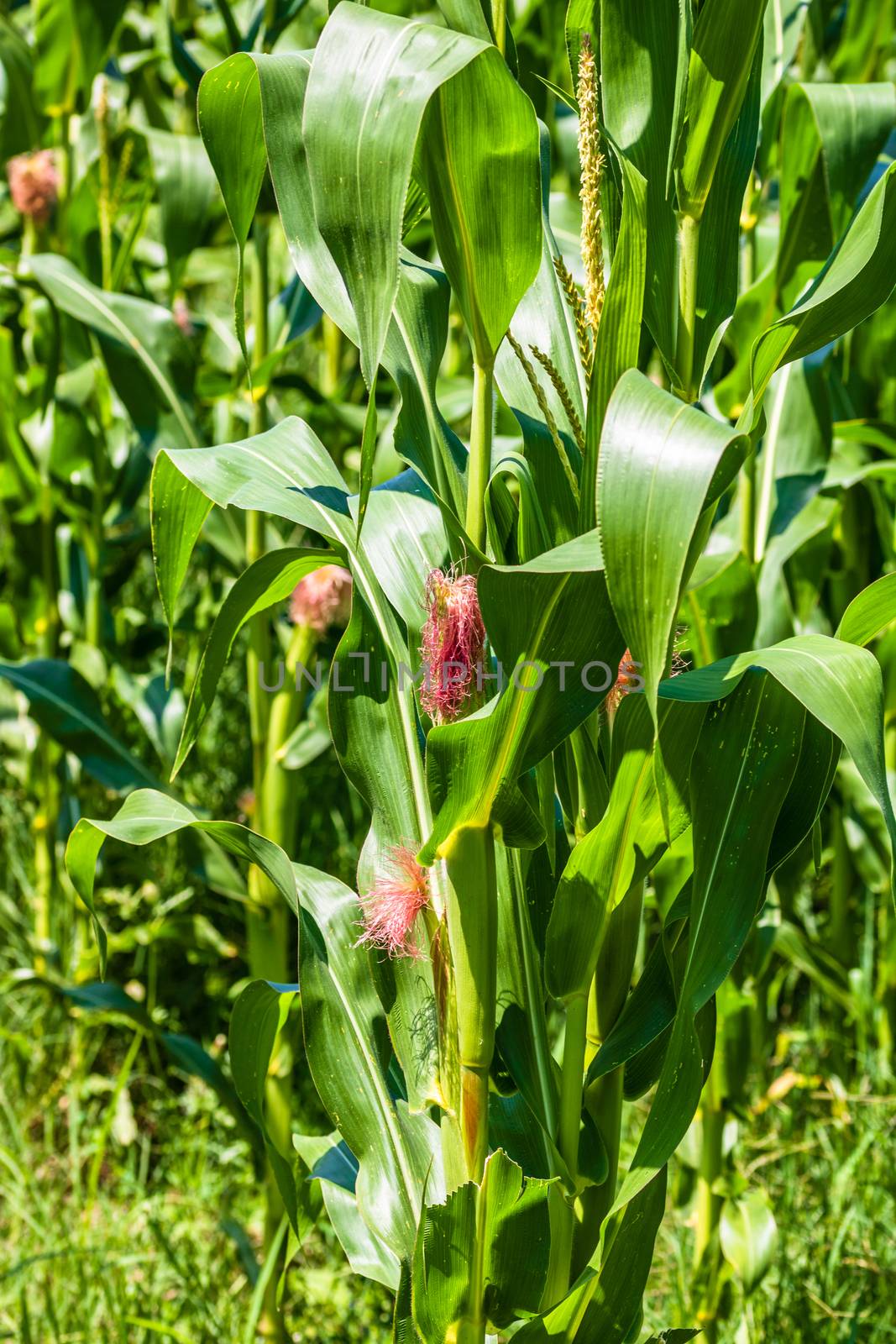 Sun lights over a green corn field growing, detail of green corn on agricultural field.