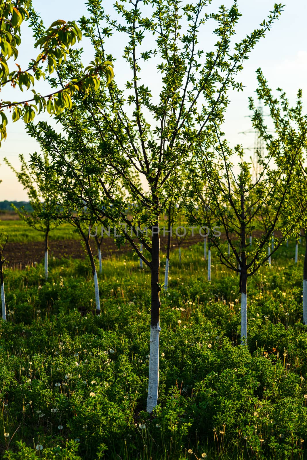 Beautiful sunset lights over the orchard of trees with painted trunks in white.