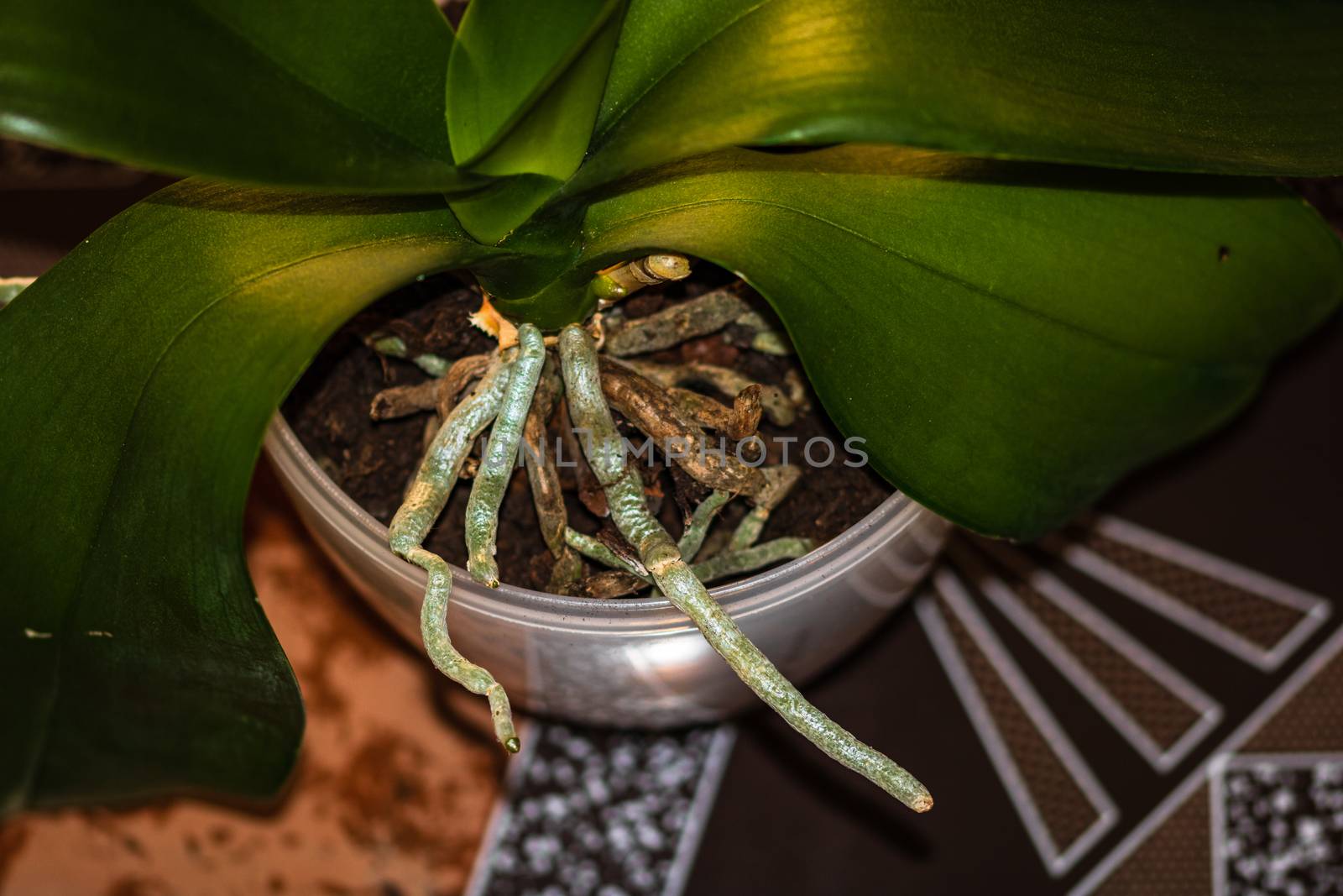 Young and healthy roots of phalaenopsis orchid in flower pot. Tr by vladispas